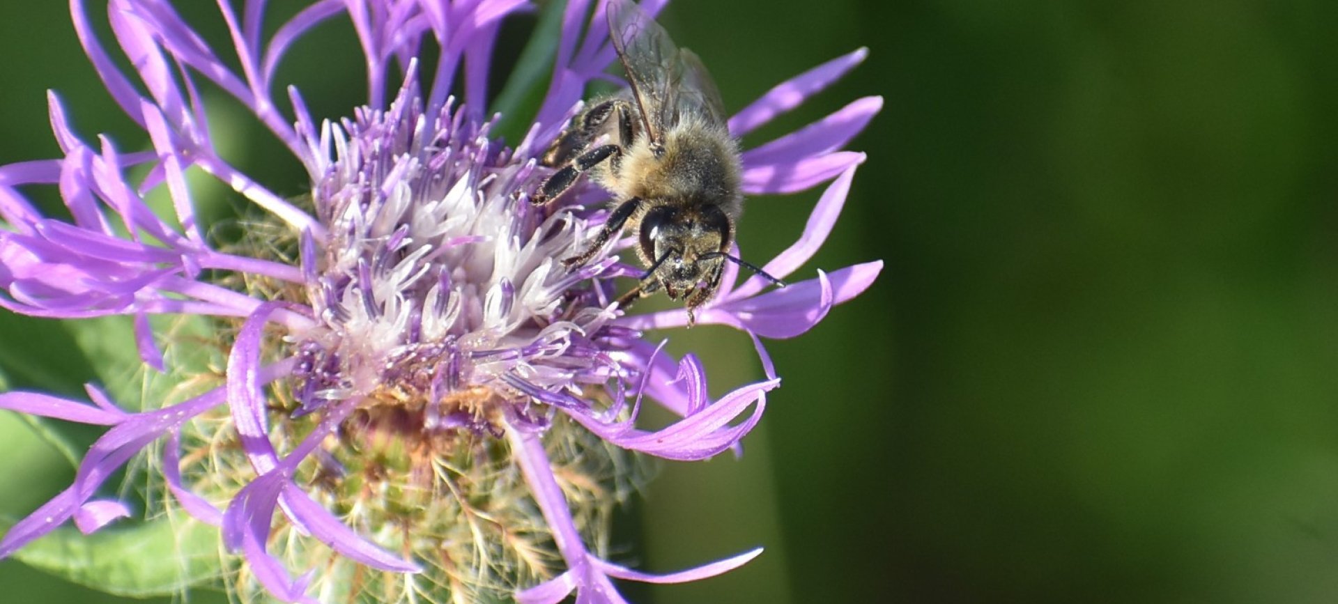 Alergická reakce na včelí žihadlo: mladík skončil v krnovské nemocnici