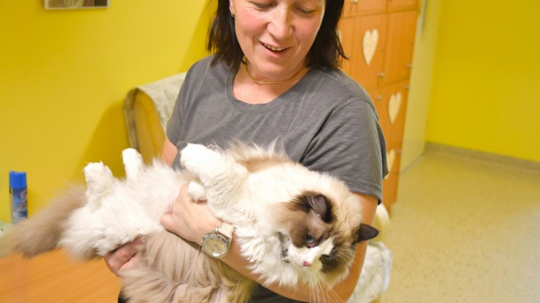 Felinoterapie s modrookou kočkou Elis v krnovské nemocnici. 