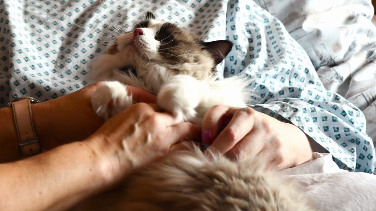 Felinoterapie s modrookou kočkou Elis v krnovské nemocnici. 