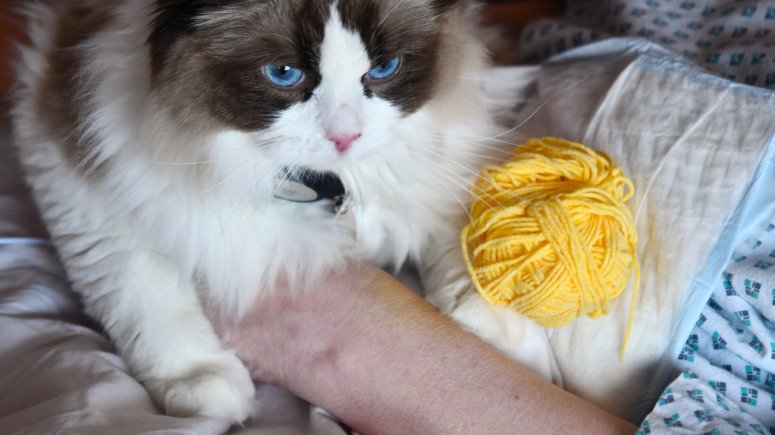 Felinoterapie s modrookou kočkou Elis v krnovské nemocnici. 