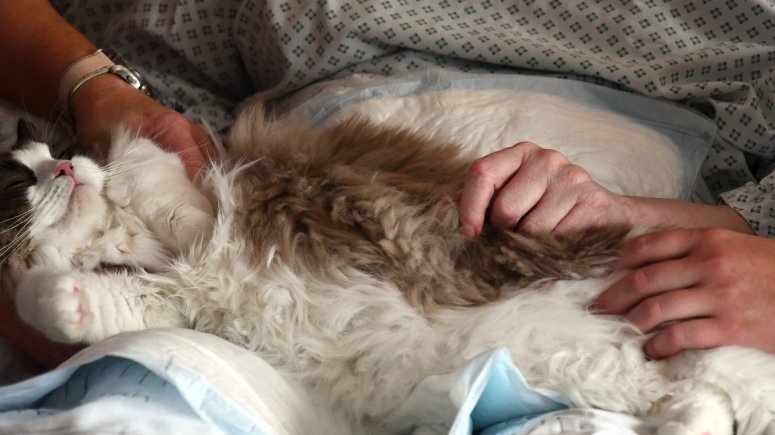 Felinoterapie s modrookou kočkou Elis v krnovské nemocnici. 