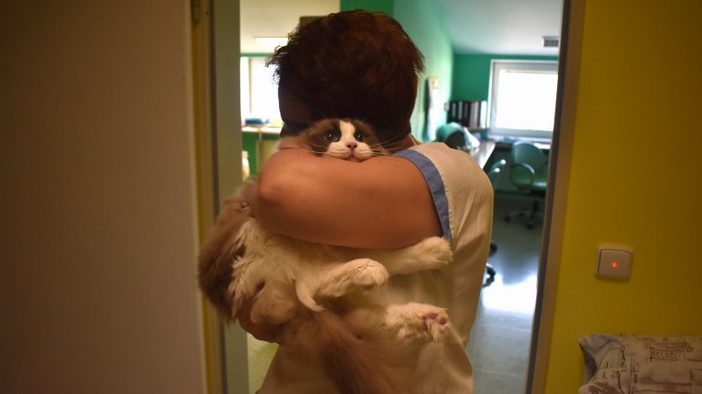 Felinoterapie s kočkou Elis v krnovské nemocnici. 