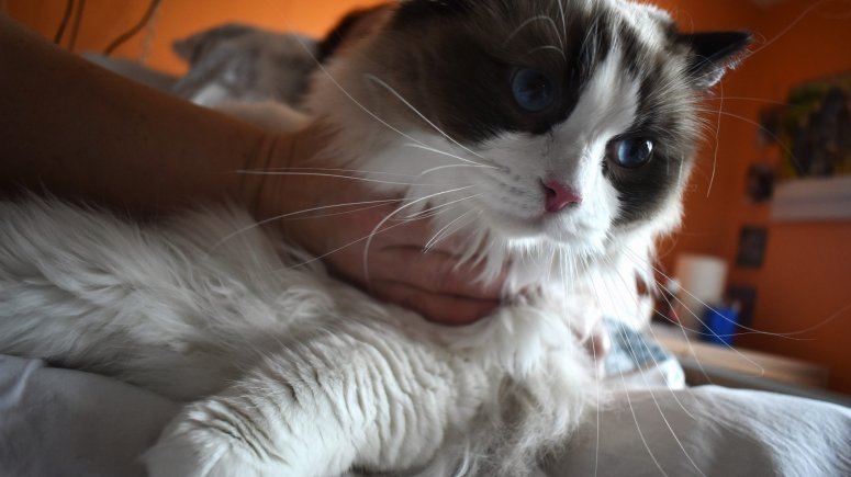 Felinoterapie s kočkou Elis v krnovské nemocnici. 