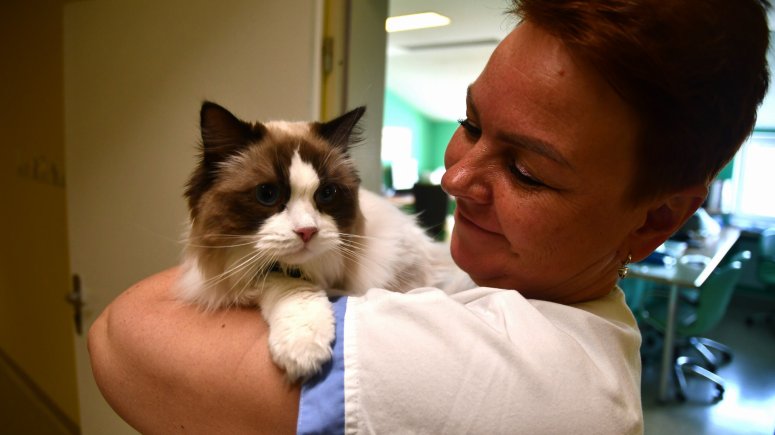 Felinoterapie s kočkou Elis v krnovské nemocnici. 