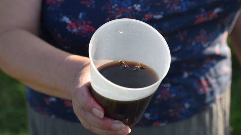 vosy, včely a žihadla