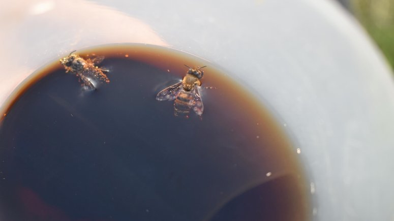 vosy, včely a žihadla