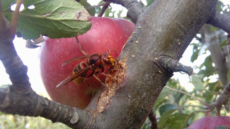 Sršeň na jabloni